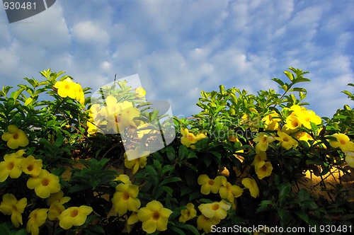 Image of Yellow flower