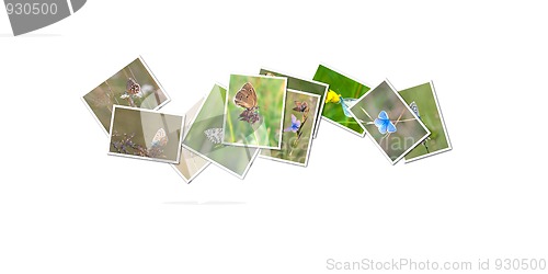 Image of butterfly collection