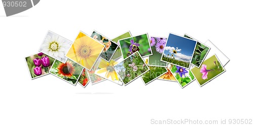 Image of flowers collage