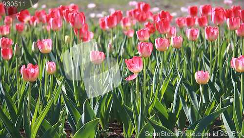 Image of Pink tulips