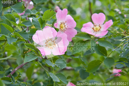 Image of Dog rose Rosa canina flowers with water drops