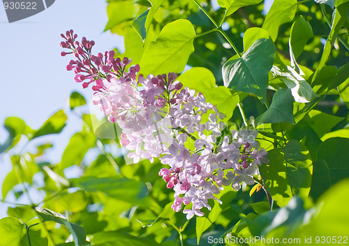 Image of Fragrant lilac bush