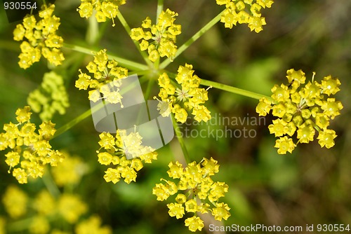 Image of Parsnip (Pastinaca sativa) Flowers