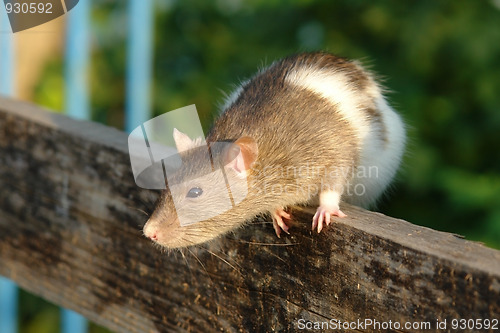 Image of Cunning mouse