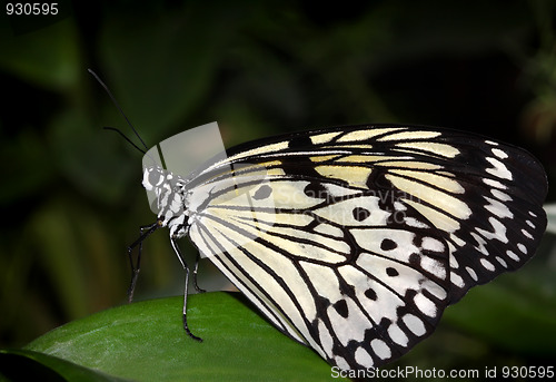 Image of Tropical butterfly