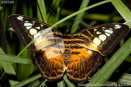 Image of Tropical butterfly (Parthenos silvia)