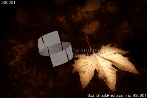 Image of Autumn background sepia