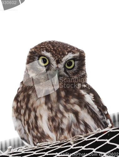 Image of Little owl