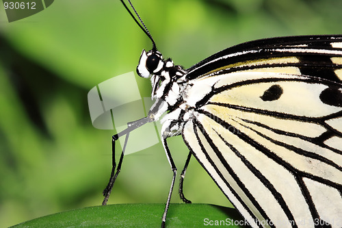 Image of Dancing butterfly