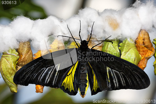 Image of Butterfly and cocoons