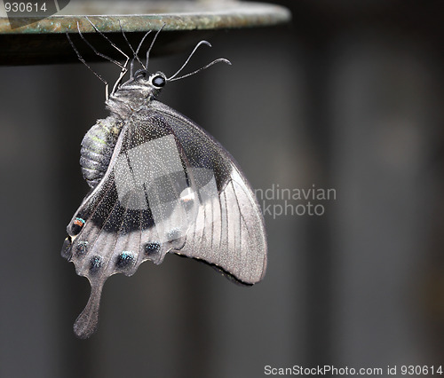 Image of Grey butterfly