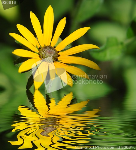 Image of Yellow chrysanthemum
