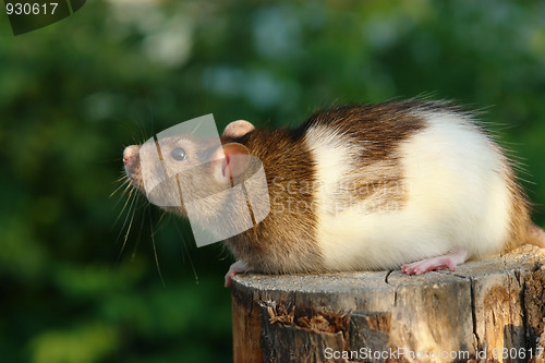 Image of Mouse on the stump 