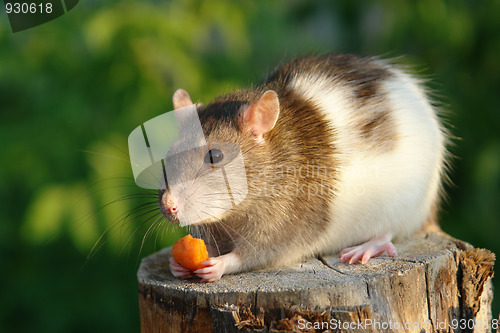 Image of Mouse with carrot