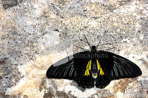 Image of Butterfly on the wall