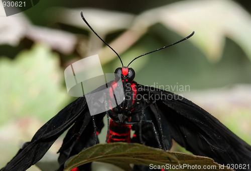 Image of Butterfly portrait