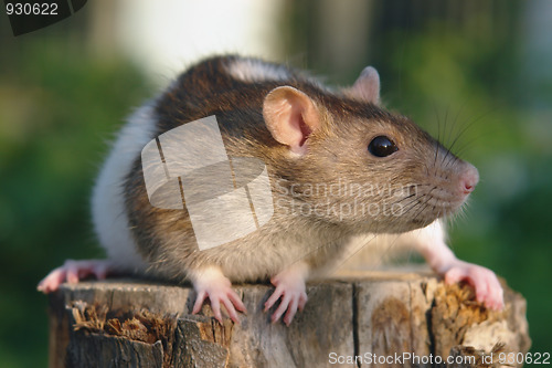 Image of Mouse on the stump