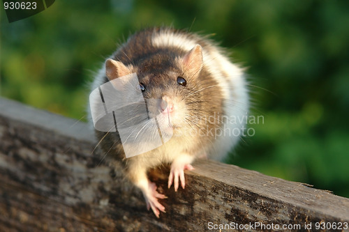 Image of Mouse look 