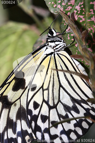 Image of Tropical butterfly (Idea leuconoe)