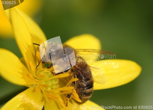 Image of little bee on the yellow flower