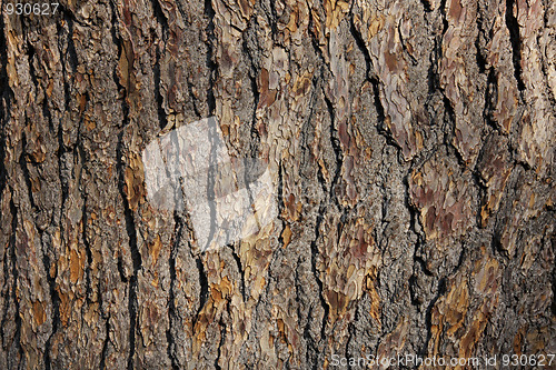 Image of Oak bark