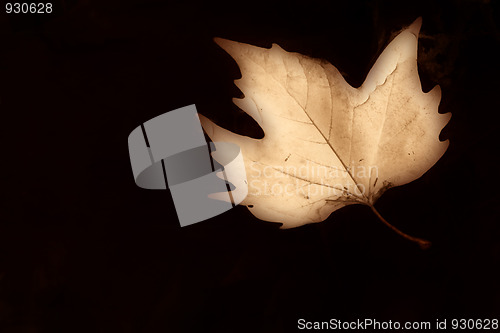 Image of Autumn background sepia