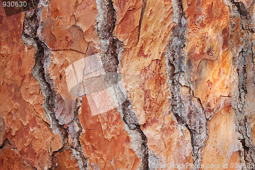 Image of Pine bark