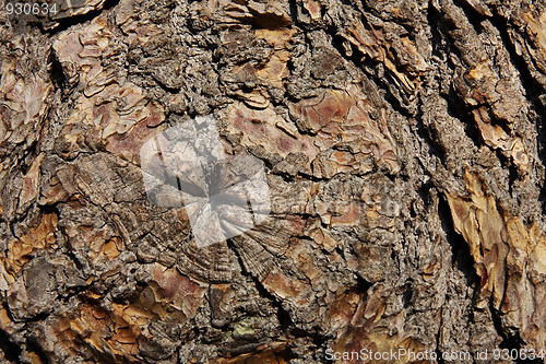 Image of Oak bark