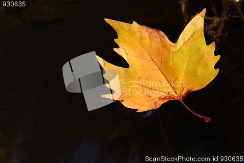 Image of Autumnal background