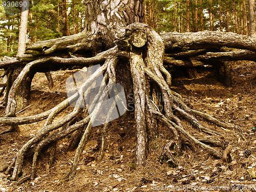 Image of roots