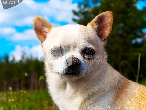 Image of puppy