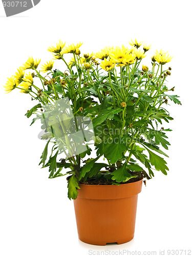 Image of flower in pot