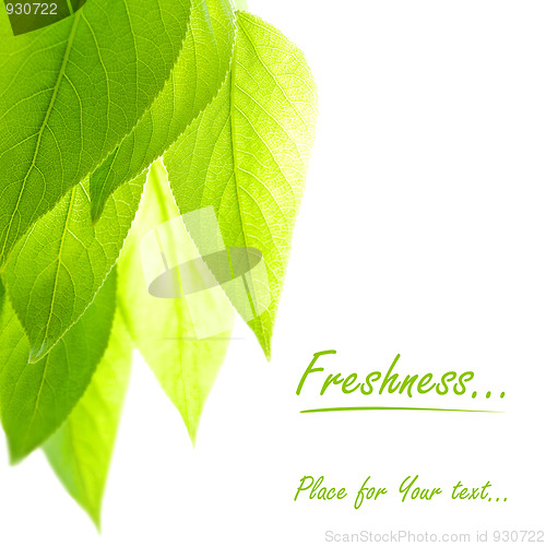 Image of Freshness