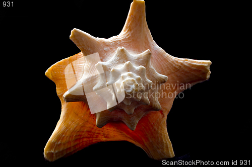 Image of Helical Shell