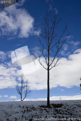 Image of Close up on a Tree in Winter