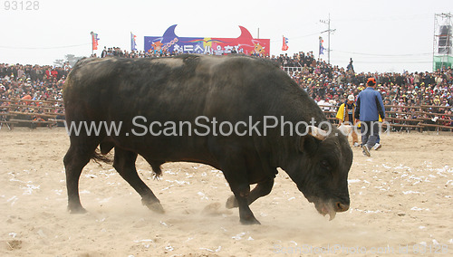 Image of Bull