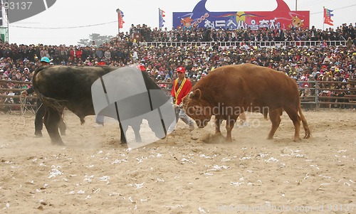 Image of Bull fight