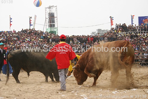 Image of Bull fight