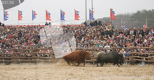 Image of Bull chase