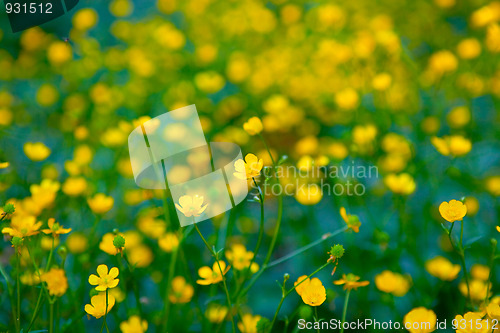 Image of Flower background