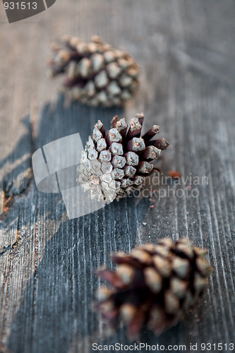 Image of Pinecones