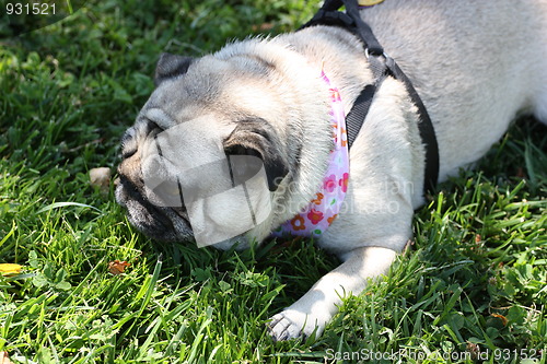 Image of Pug