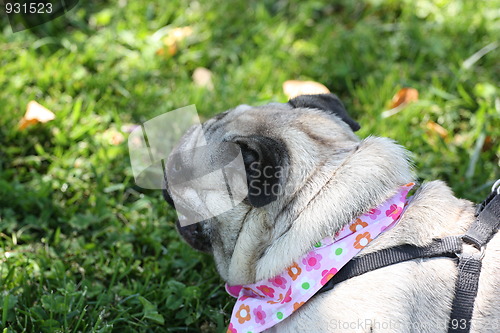 Image of Pug