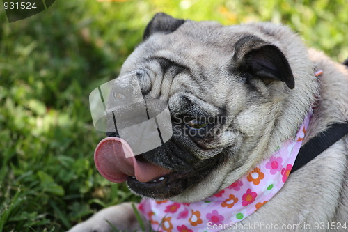 Image of Pug