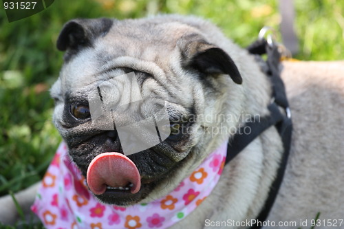 Image of Pug