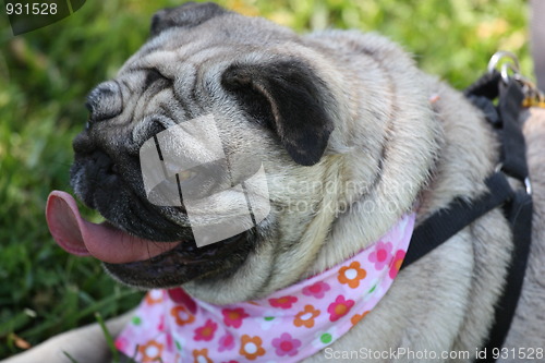 Image of Pug