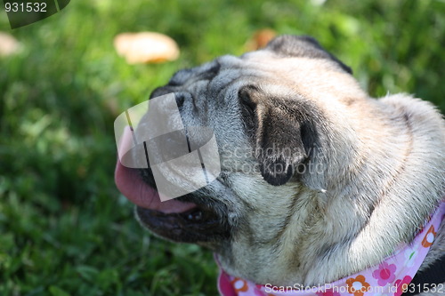 Image of Pug