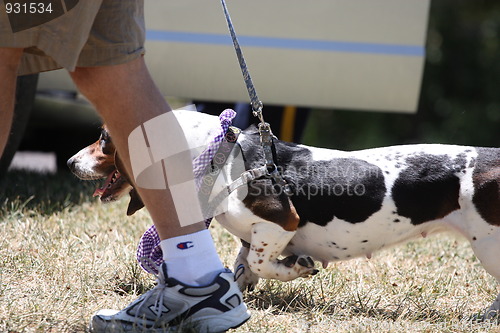 Image of Basset Hound