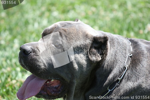 Image of Cane Corso