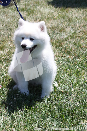 Image of American Eskimo Dog 